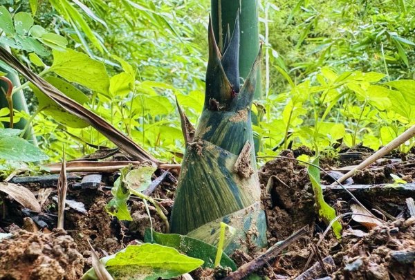 天美配资 天河帮扶种出“钻石级”笋王！新鲜上市→
